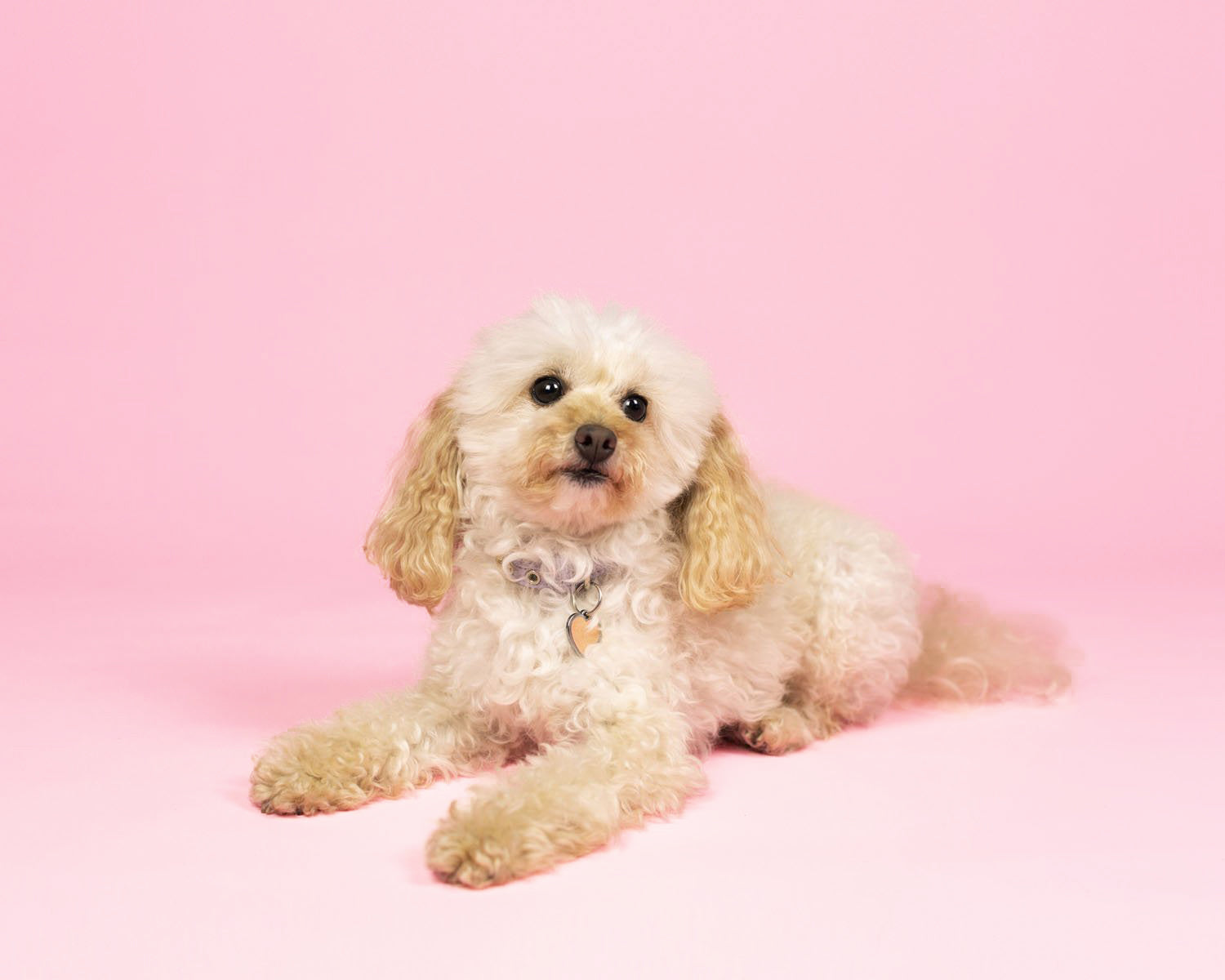 Cherry Blossom Pink Paper Roll Photography Studio Backdrop Half Width (1.36 x 10M)